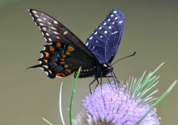 Spicebush Swallowtail Butterfly Photos