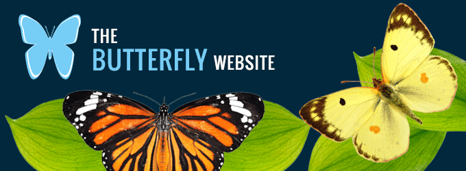 The Butterfly WebSite - butterfly gardening, butterfly photos, butterfly checklists and more!