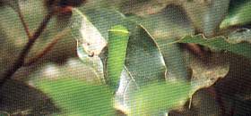 Larva of Common Bluebottle