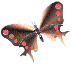 http://butterflywebsite.com/clipart/Btflyjewel1.gif