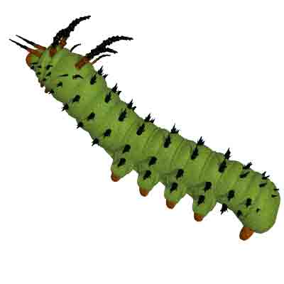 Caterpillar Themes (including: The Very Hungry clipart monarch butterfly