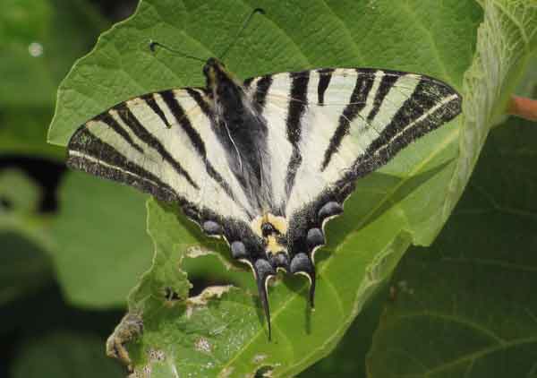 Scarce Swallowtail Butterfly Photos