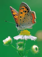 butterfly garden, butterfly gardening, garden for butterflies, attract butterflies