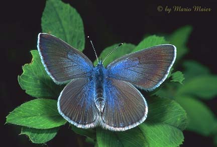 ... underside blue female glaucopsyche alexis damon blu