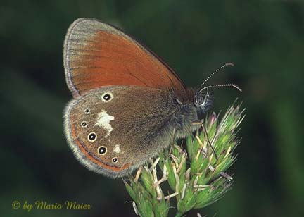 Butterfly WebSite Mario Maier Picture Gallery XV.