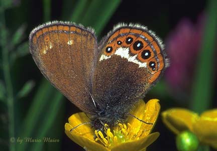 Butterfly WebSite Mario Maier Picture Gallery XV.