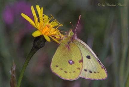 ... gonepteryx rhamni berger s clouded yellow mating co