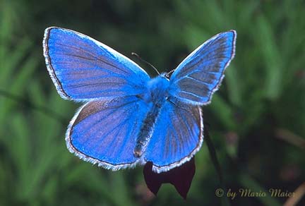 Common Blue(Male) - Polyommatus icarus