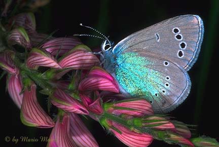 http://butterflywebsite.com/images/buttrfly/Mario.Maier/AlexisWU.jpg