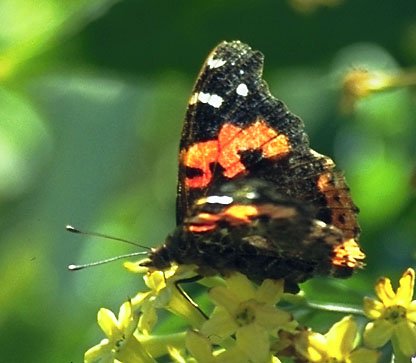 Canary (Indian)Red Admiral - Vanessa (indica) vulcania