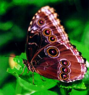 Butterfly WebSite Gregg M. Pasterick Picture Gallery IX