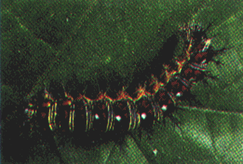 painted lady larvae