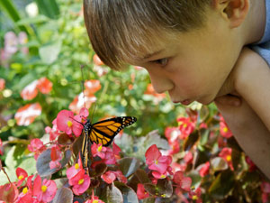 butterfly lesson plans