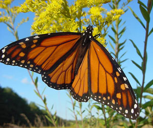 Butterfly Festivals