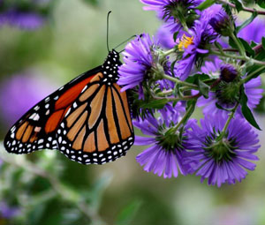 Butterfly Festivals