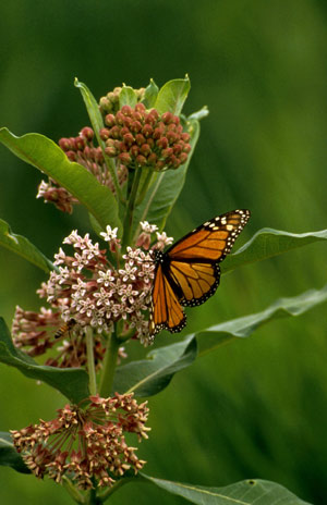 Organic Gardening