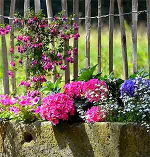 Container Gardening  Celebrate Urban Birds