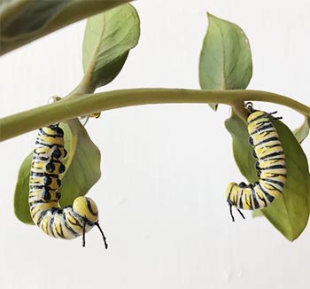 Monarch Butterfly Caterpillar Earrings