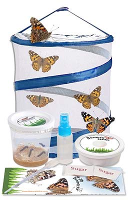 Live Butterfly Kit