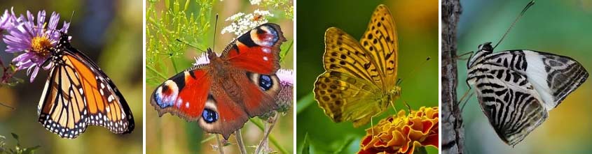 Butterfly Life Cycle: Adult