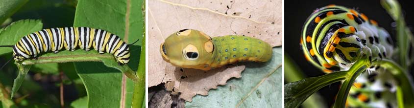 life cycle of a butterfly egg