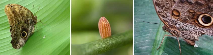 life cycle of a butterfly egg