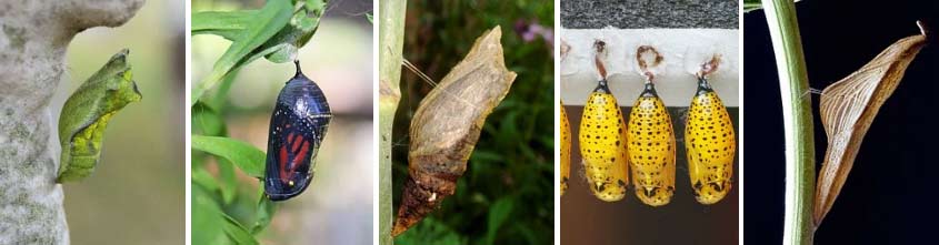 Butterfly Life Cycle: Pupa or Chrysalis