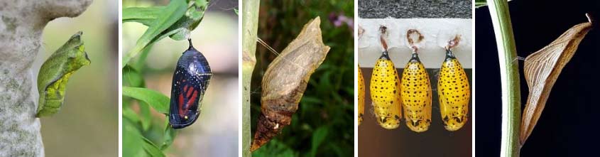 life cycle of a butterfly egg