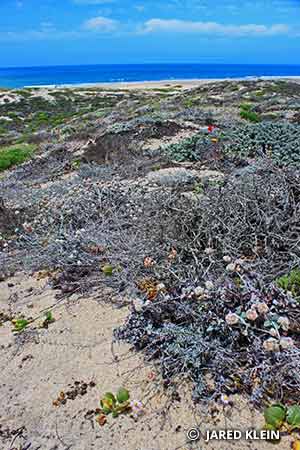 Smith's Blue Butterfly Habitat