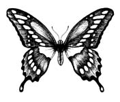 Free Clipart - The Butterfly WebSite - butterfly photos, butterfly ...