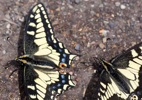 Anise Swallowtail Butterfly Photos