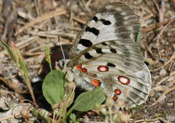 Apollo Butterfly Photos