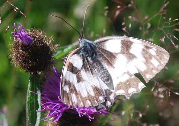 Bath White Butterfly Photos