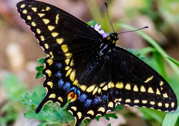 Black Swallowtail Butterfly Photos