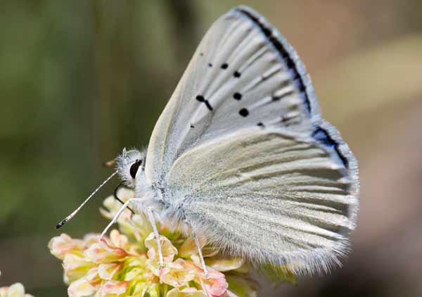 Blue Copper Butterfly Photos