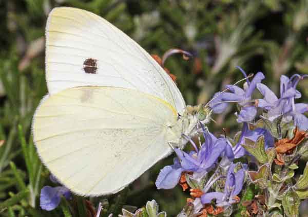 Cabbage White Butterfly Photos