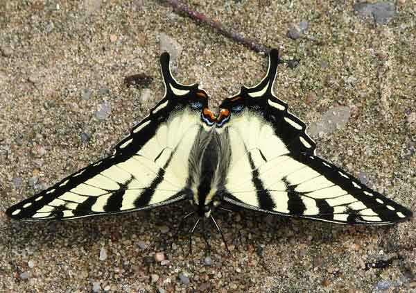 Canadian Tiger Swallowtail Butterfly Photos