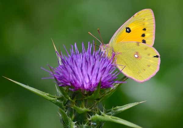 Clouded Yellow Butterfly Photos
