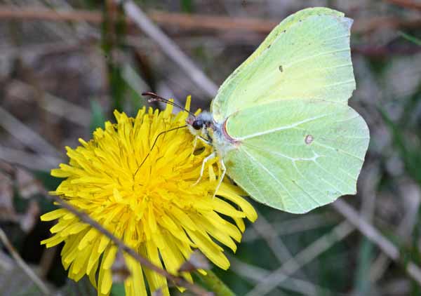 Common Brimstone Butterfly Photos