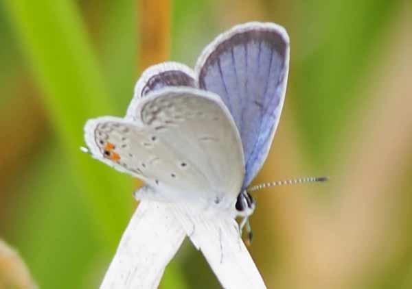 Eastern Tailed-Blue Butterfly Photos