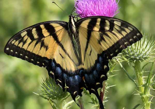 Eastern Tiger Swallowtail Butterfly Photos