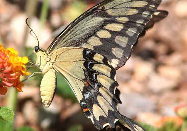 Giant Swallowtail Butterfly Photos