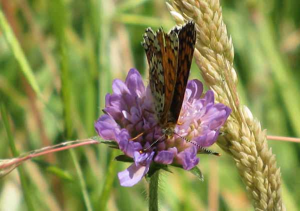 Glanville Fritillary Butterfly Photos
