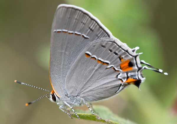 Gray Hairstreak Butterfly Photos