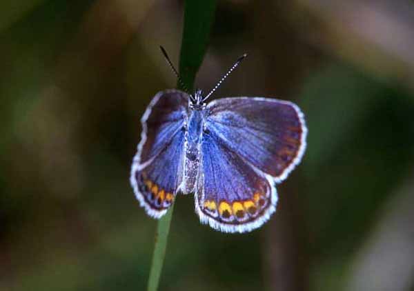 Karner Blue Butterfly Photos