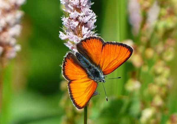 Large Copper Butterfly Photos