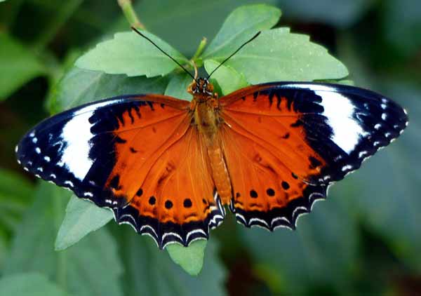 Leopard Lacewing Butterfly Photos
