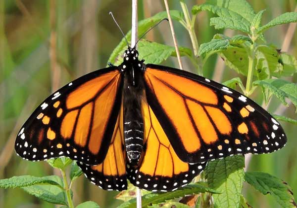 Monarch Butterfly Photos