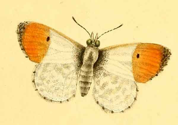 Orange Tip Butterfly Photos
