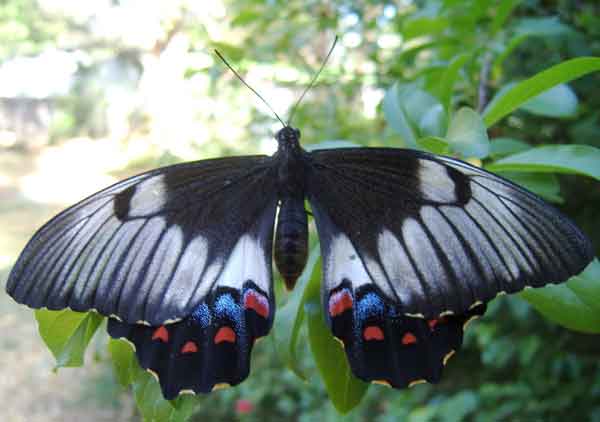 Orchard Swallowtail Butterfly Photos